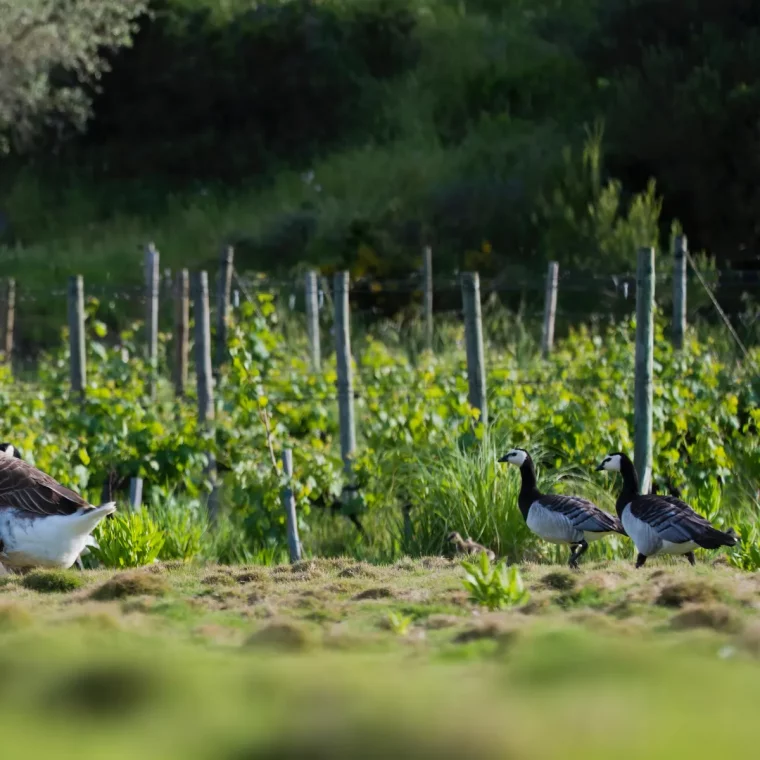 comment bien desherber le jardin et le potager