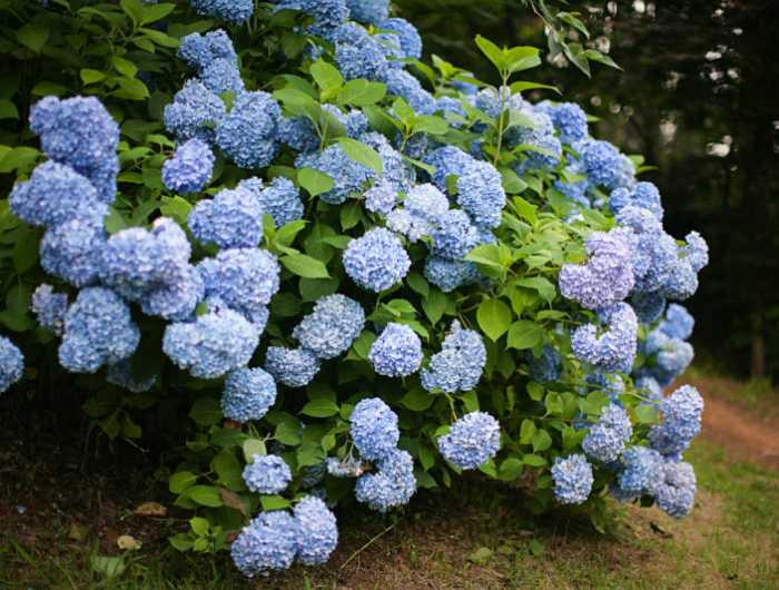 closeup,of,blue,hydrangea,(hydrangea,macrophylla),in,a,garden.
