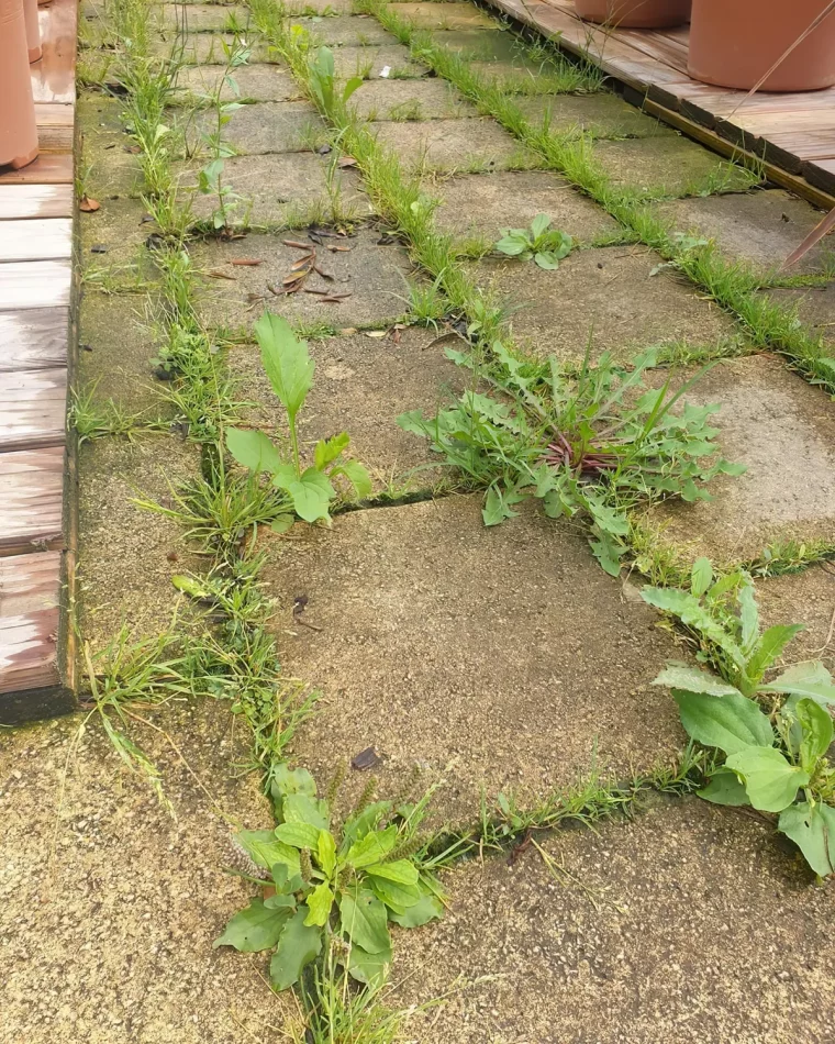 comment empecher les mauvaises herbes de pousser entre les graviers