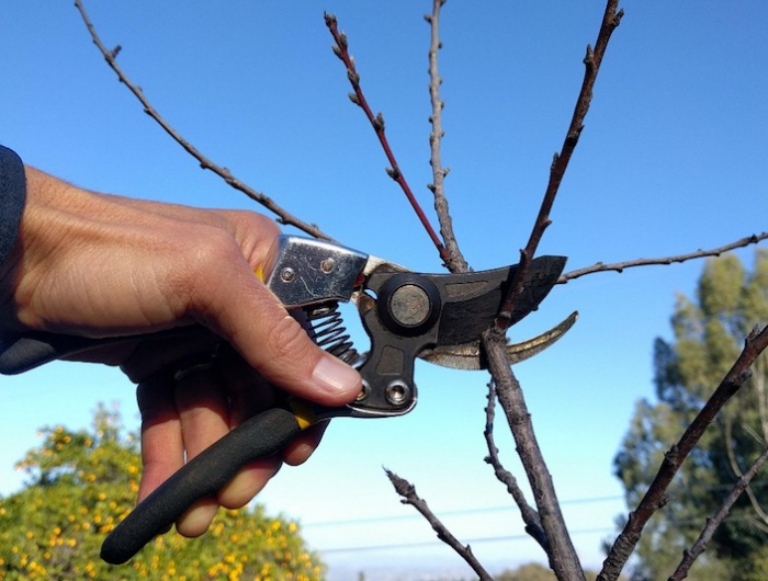 comment et quand tailler les arbres fruitiers taille de pommier et autres astuces tehnique