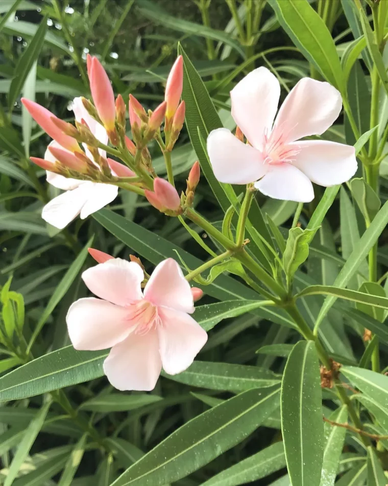 comment faire fleurir un nerium oleander conseils de pro