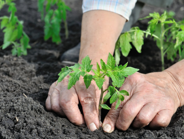 close up of gardener's hands planting a tomato seedling