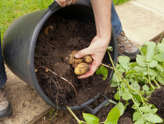 comment planter des pommes de terre et quand les recolter