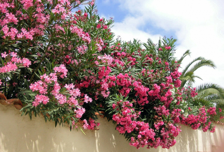 Quand et comment tailler les lauriers roses Guide complet pour — free download