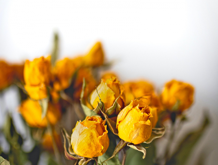 deco fleurs sechees roses jaunes séchées