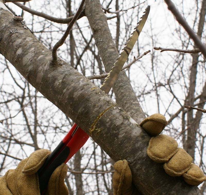 élagage-des-arbres-fruitiers-taille-de-poirier-pour-les-nuls-idée-comment-couper-un-arbre