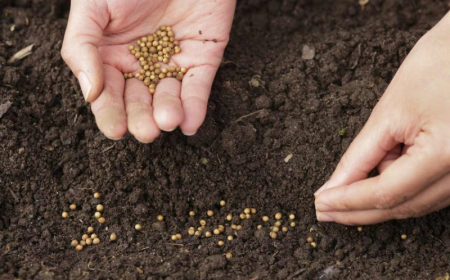 graines main terreau calendrier potager legumes jardin