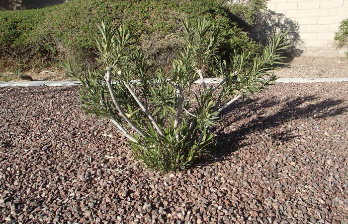 laurier rose gel comment enlever les branches mortes