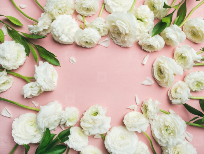 offrir des fleurs symbole de l amour renoncules blancs