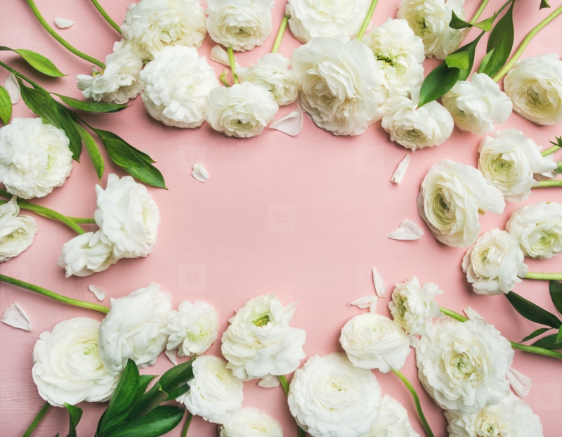 offrir des fleurs symbole de l amour renoncules blancs