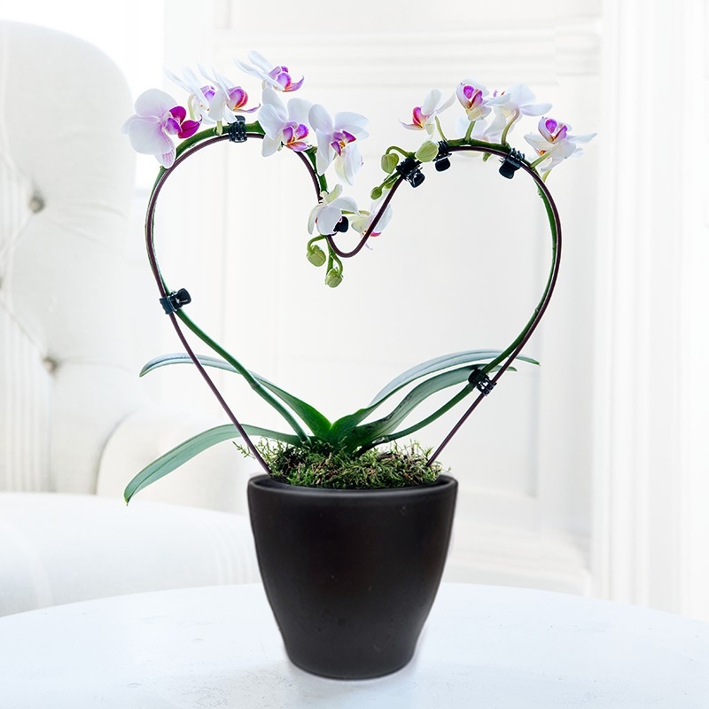 orchidée blanc et pourpre symbole amour inconditionnel fleurs femme