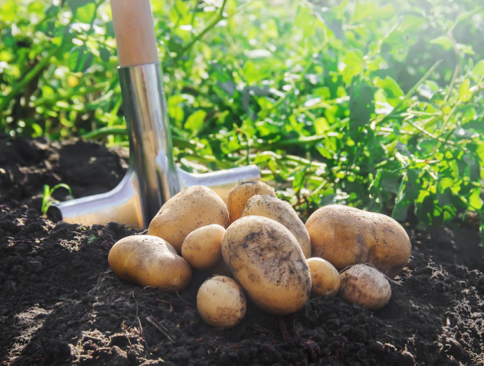 organic homemade vegetables harvest potatoes royalty free image 1573562738