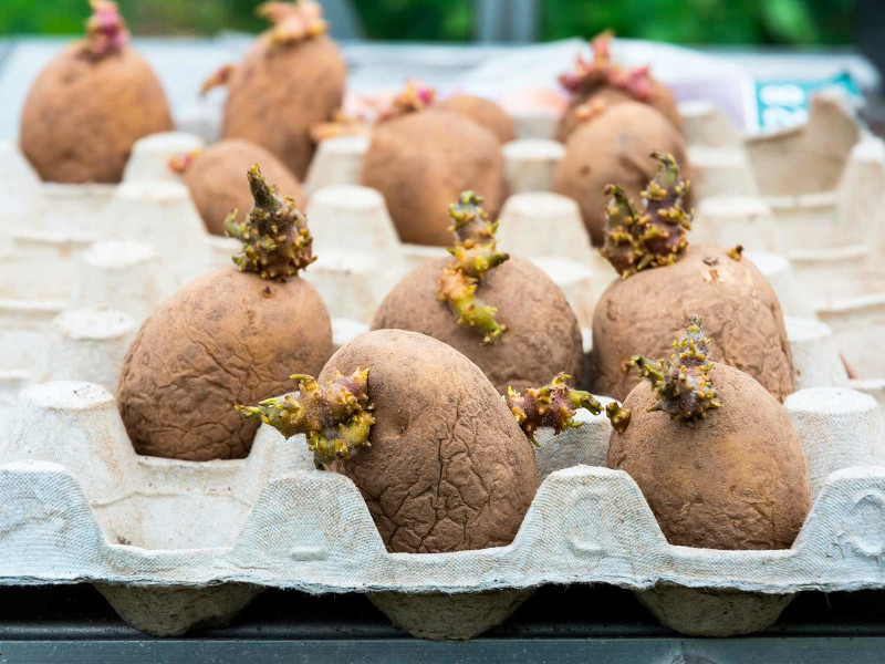 peut on planter des pommes de terre de consommation germées conditions