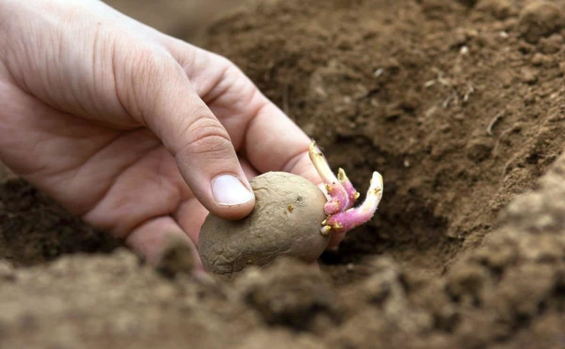 peut-on planter des pommes de terre germées