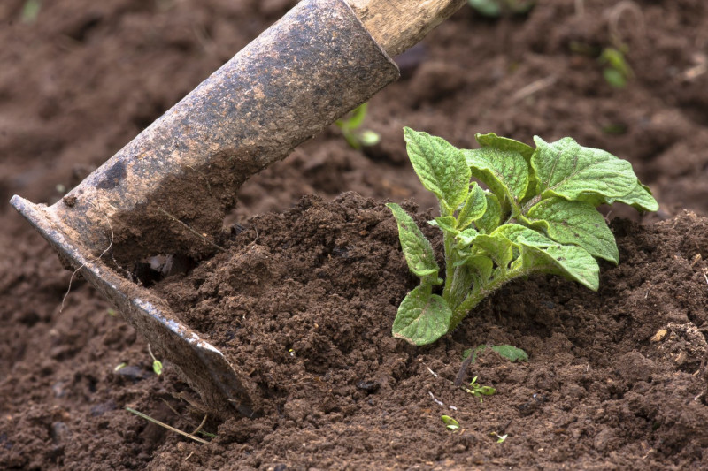 peut on planter des pommes de terre non germées astuces et conseils