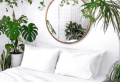 Plantes dépolluantes pour chambre : Améliorer la qualité de son sommeil