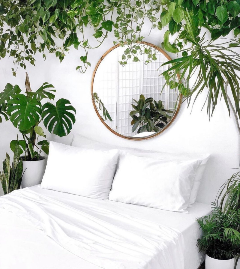 Le piante disinquinanti per la camera da letto