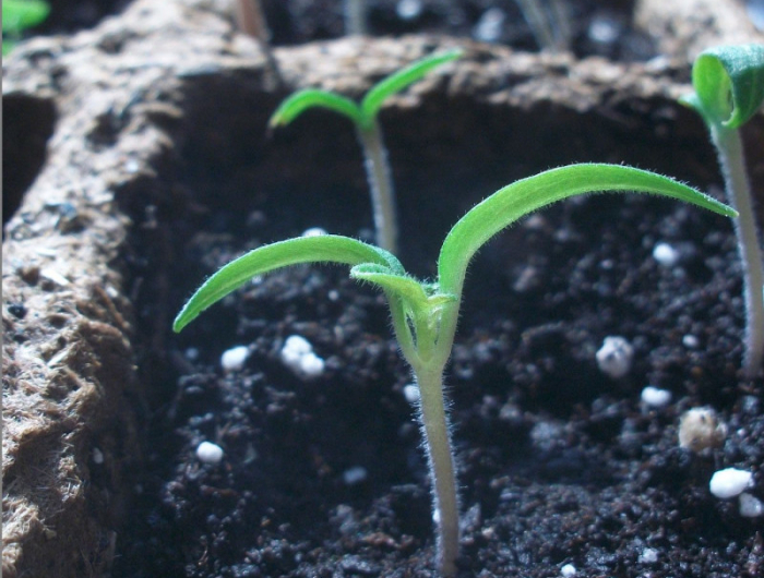 planter graine tomate conseils et astuces pour une recolte abondante