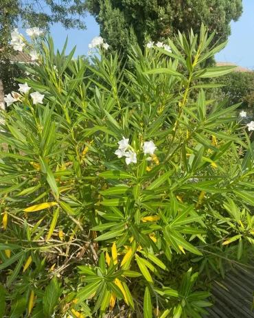 pourquoi le nerium oleander nee fleurit pas conseils et astuces pour sauver la plante