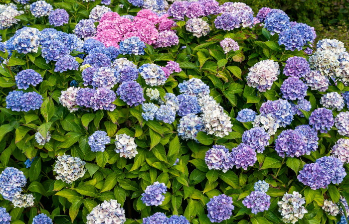 hydrangea,macrophylla,'la,marne',a,blue,pink,mophead,spring,summer