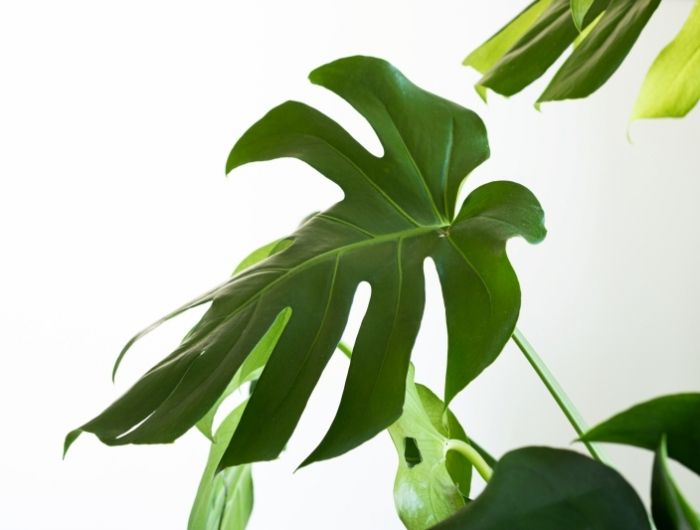 quand empoter monstera signes racines plante verte