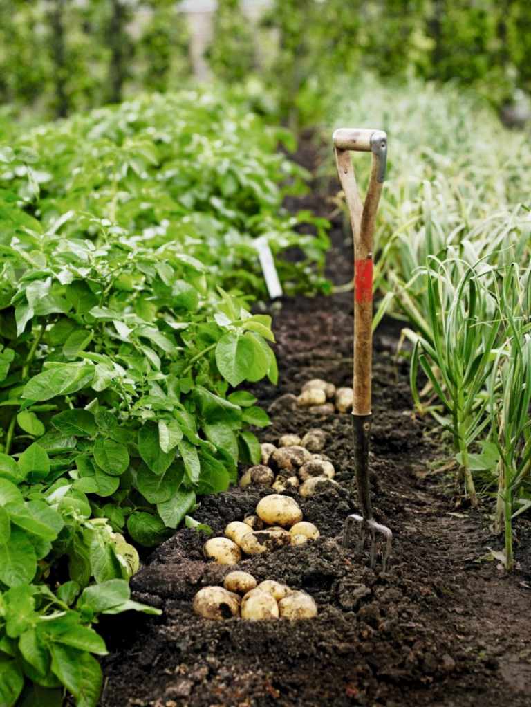 Quand planter les pommes de terre : Plantation, culture et récolte