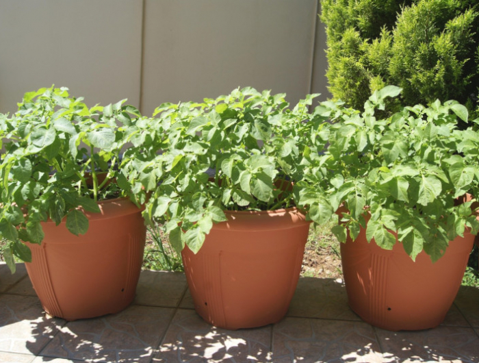 potato plant in pots