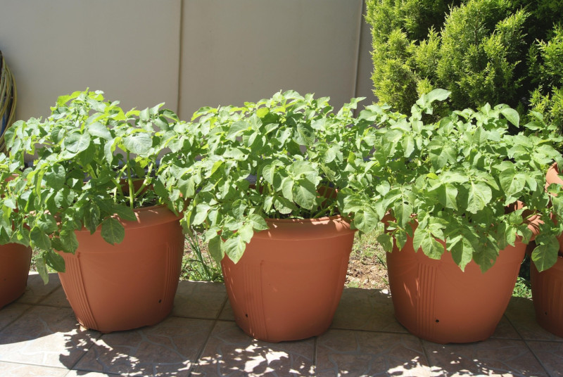 planter des pommes de terre en pots
