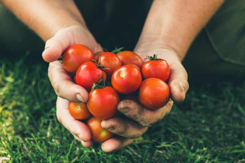 quand planter les tomates en 2022 calendrier pour plantation