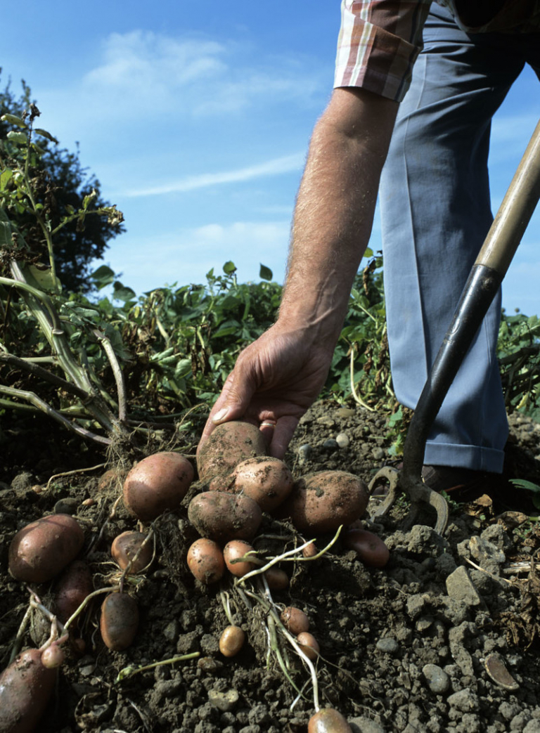 Quand planter les pommes de terre : Plantation, culture et récolte