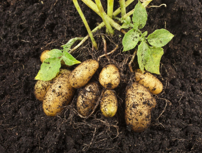 quant planter les pommes de terre avec la lune calendrier