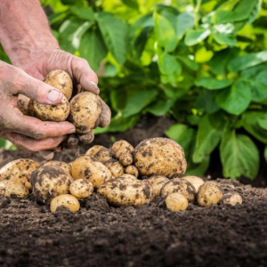 Quand planter les pommes de terre : Plantation, culture et récolte