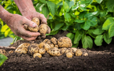 que planter apres pomme de terre les bons compagnons des pommes de terre