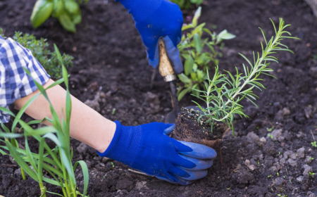 que planter en mars au potager legumes et fleurs annuelles