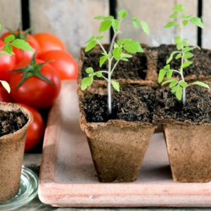 Quand semer les tomates et comment les soigner pour avoir une récolte abondante ?