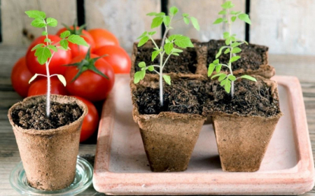 semis de tomates en godet astuces et conseils pour avoir une bonne recolte