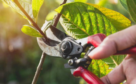 taille de pommier pour les nuls comment couper un arbre fruitier pour conserver sa santé