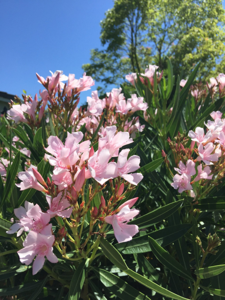 Quand Et Comment Tailler Les Lauriers Roses Guide Complet Pour