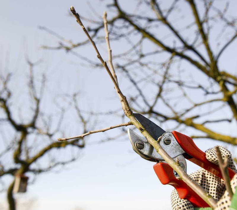 tailler d hiver d un arbre fruitier comment faire et quand tailler les arbres fruitiers facilement