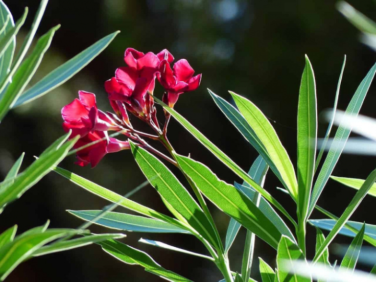 Quand et comment tailler les lauriers roses Guide complet pour — free download