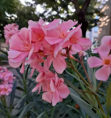 touffe rose nerium oleander tout en fleur