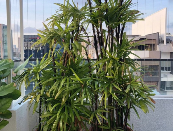 arbre persistant brise vue pot terre cuite cultivation balcon
