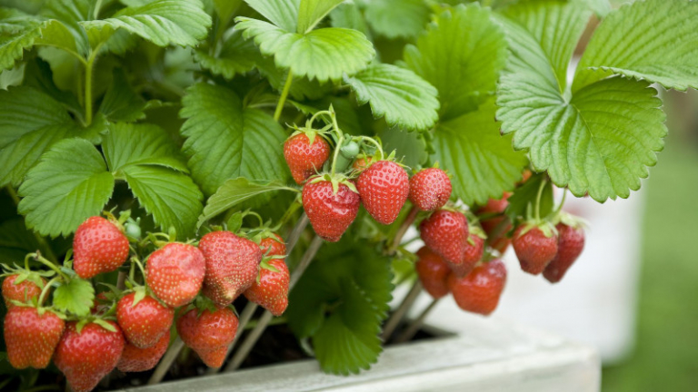 Planter des fraisiers en hauteur : Tout savoir sur la culture en conteneur