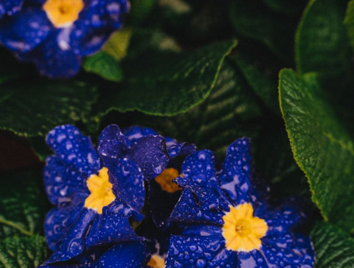 bulbes de feurs primevere qui fleurit en bleu
