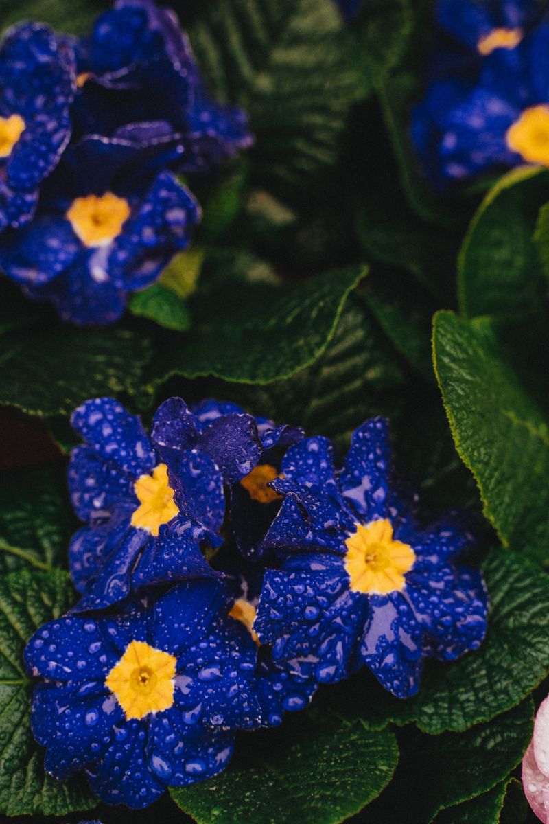 bulbes de feurs primevere qui fleurit en bleu