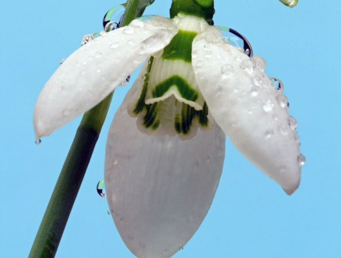 bulbes de printemps la fleur blanche d un perce neige
