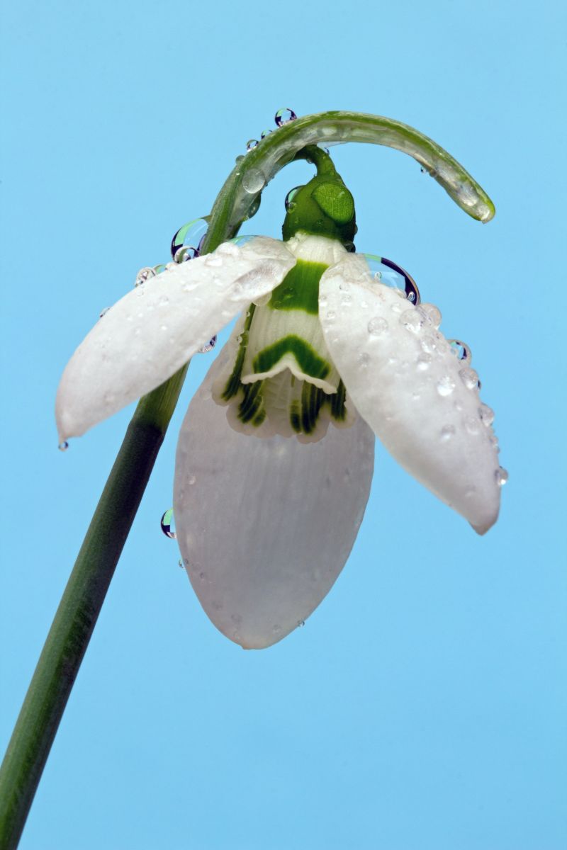 bulbes de printemps la fleur blanche d un perce neige