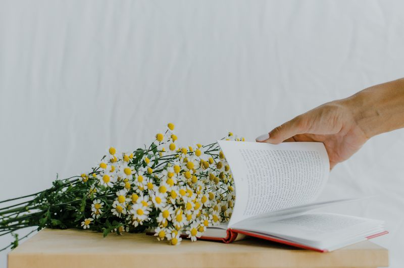 comment conserver des fleurs coupees un bouquet de camomilles à côté d un livre