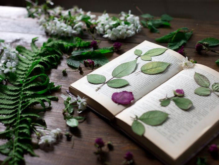 comment conserver un bouquet de fleurs fraiches herbier dans un livre