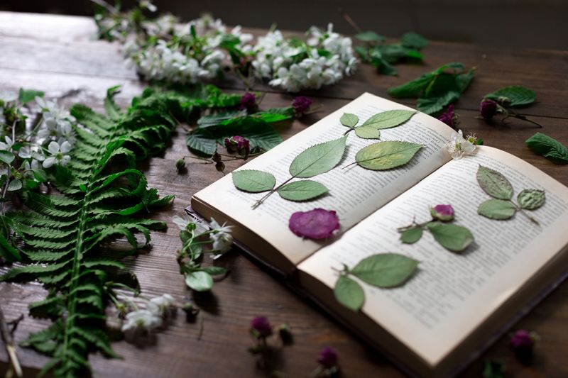 comment conserver un bouquet de fleurs fraiches herbier dans un livre